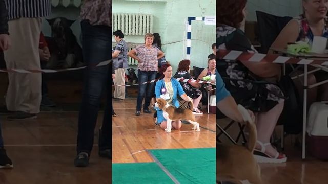 Выставка в г. Вологда, маленькая бигль Джесси победила взрослого Чемпиона! Взяв все титулы! смотреть онлайн