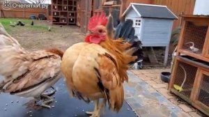 Самый важный петух