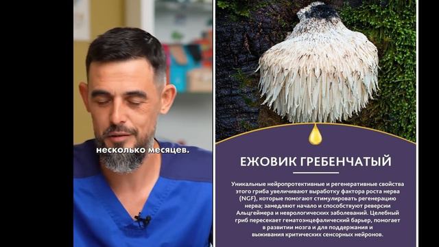 Ежовик гребенчатый / Какой эффект #мозговойштурм #активностьмозга #казахстан