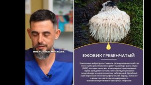 Ежовик гребенчатый / Какой эффект #мозговойштурм #активностьмозга #казахстан