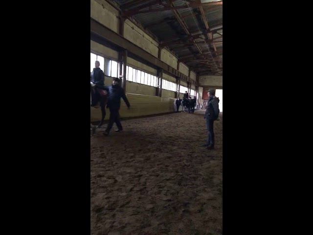 Иппотерапия