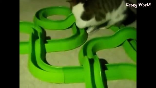 Приколы с кошками. НОВЫЕ ВИДЕО. РЖАЧ смотреть онлайн