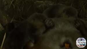 Жизнь пары бобров и их бобрят в подземном логове. Съёмка на фотоловушку