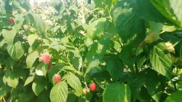 Малина сорт "Мапема" смотреть онлайн