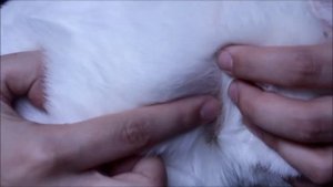 отзыв ошейник для кошек и котов чистотел