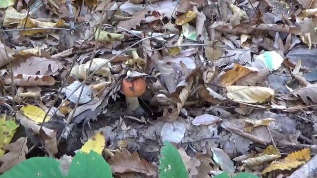 НЕ ХВАТИЛО корзин! ОПЯТА осенние и ГРУЗДИ осиновые. #лесные_грибы_Кубани смотреть онлайн