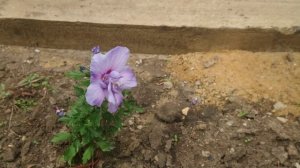 Hibiscus Blue Shifon сирийский гибискус Блю Шифон