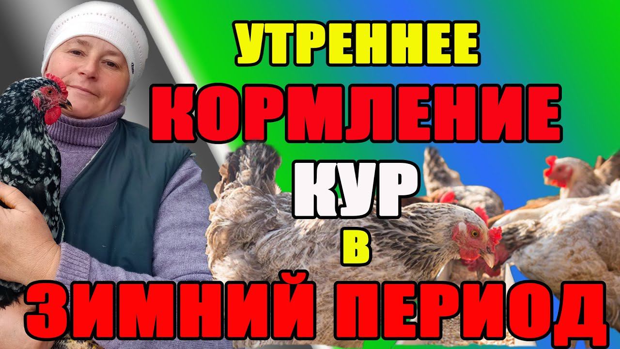 УТРЕННЕЕ КОРМЛЕНИЕ кур в зимний период. Новые добавки в рацион питания.
