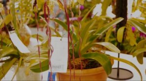 Paphiopedilum Michael Koopowitz at the 2010 Ft. Lauderdale Orchid Show