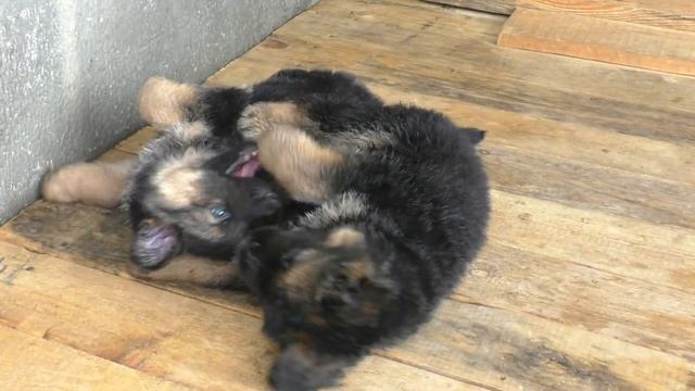 МИЛОТА! ЩЕНКИ Длинношерстной немецкой овчарки 1 месяц и 1 неделя. Одесса.