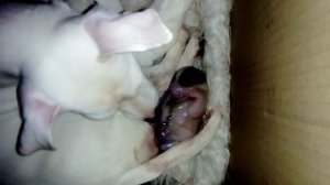 Первые роды Джек Расел. Получилось как по маслу