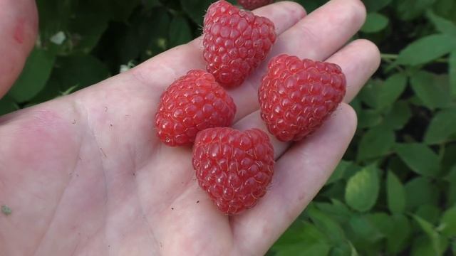 Моя любимица ремонтантная малина Полька смотреть онлайн