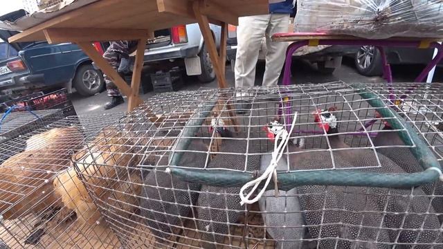 птичий рынок Варениковская, 06.06.2021 Купили петушка нашим курочкам смотреть онлайн