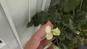 Пеларгония PAC First Yellow