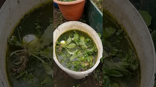 Жидкое удобрение - готовим сами. смотреть онлайн