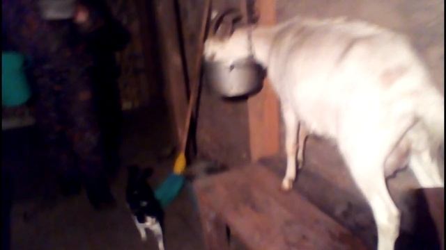 Удобства в дойке. Вечерняя дойка козы! смотреть онлайн