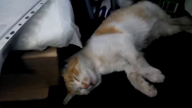 Сон "без задних ног" смотреть онлайн