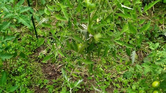 Обзор томата лентяйка от сибирского сада 31.07.2020 смотреть онлайн