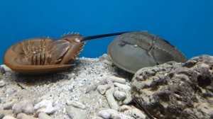 Мечехвост. Вьетнам.