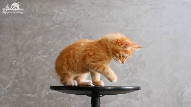 The Magical World Of Cute Young Animals With Relaxing Music (Colorfully Dynamic), Soothing Music смотреть онлайн