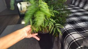 Про цветы Новинка в коллекции Мои Полисциасы