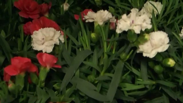 Dianthus caryophyllus смотреть онлайн