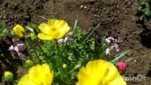 Садовые цветы, Аквилегия,Вязель Шиловидные, Лютики, Овсянка.