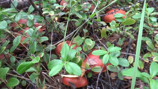 Якутия. В тайгу за грибами. I went to the taiga for mushrooms
