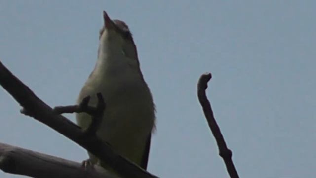 КАМЫШЕВКА САДОВАЯ - ЗАМЕЧАТЕЛЬНАЯ ПЕВЧАЯ ПТИЧКА смотреть онлайн