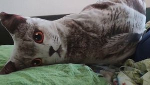 котик ждёт хозяина..