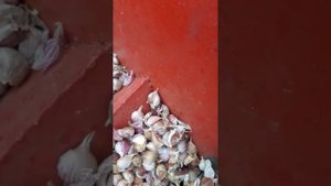 Самодельная сажалка для чеснока. Чеснокосажалка