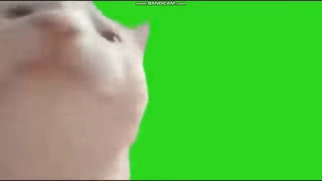 Футажи котов с мема