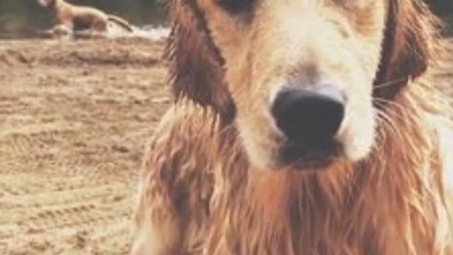 Собака— друг человека смотреть онлайн