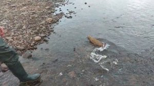 Сёмгу отпускаем в родную стихию. Осень. Варзуга. Рыбалка на спиннинг.