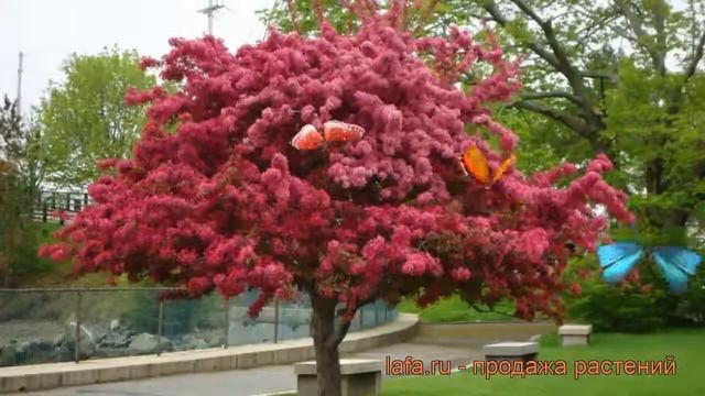 Яблоня декоративная Ола (malus ola) ? декоративная яблоня Ола обзор: как сажать, саженцы яблони Ола