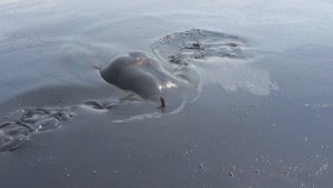 Подводная рыбалка на озере Чокрак в Крыму