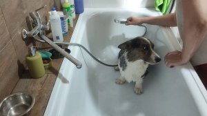 корги кардиган груминг