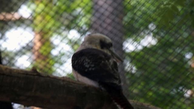 Смеющаяся кукабара смотреть онлайн