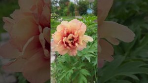 Пион Санома Хало. Это чудо!