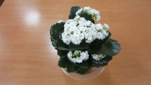 Какие ошибки вы совершаете после покупки комнатных растений и что любит каланхоэ?