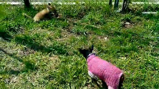 Домашние лисы смотреть онлайн