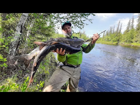 ВОТ это РЫБАЛКА!!! БЕШЕНЫЙ клев СЕМГИ. Рыбалка на Кольском. Терский берег. Не ГОРБУША. 3 серия смотреть онлайн