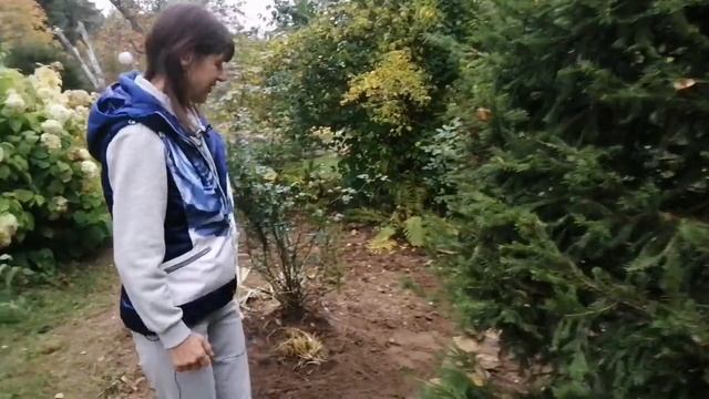 Дневник садовода 9 октября 2020. Что сделала и что буду делать. смотреть онлайн