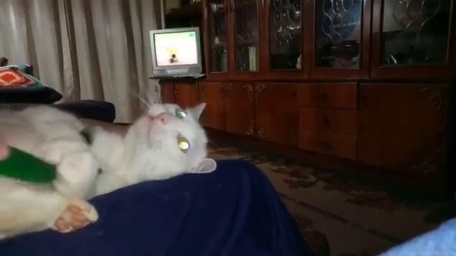 Мою кошку? кусает ядовитая змея? смотреть онлайн