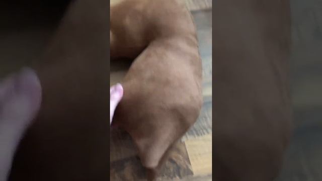 Новый хоббихорс??? смотреть онлайн