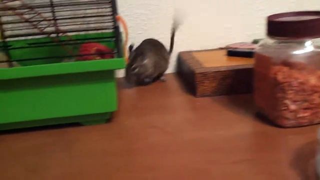 Крыс - Чилийская белка Дегу смотреть онлайн