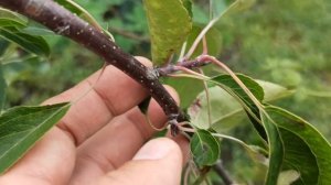 прививка своя или саженец из питомника // why grafting a tree made by you is better