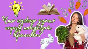 Что нужно знать перед покупкой кролика?