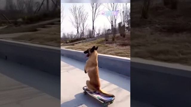 скейтбордист