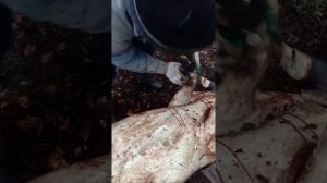 Как смолить поросенка